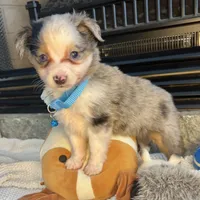 Blue Merle Toy Aussie M, a male Toy Australian Shepherd for sale in Greenwood, SC – Photo 3 of 10