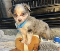 Blue Merle Toy Aussie M, a male Toy Australian Shepherd for sale in Greenwood, SC – Photo 3 of 10