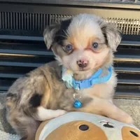 Blue Merle Toy Aussie M, a male Toy Australian Shepherd for sale in Greenwood, SC – Photo 1 of 10