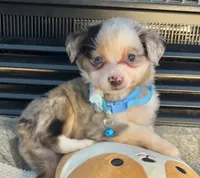 Blue Merle Toy Aussie M, a male Toy Australian Shepherd for sale in Greenwood, SC – Photo 1 of 10