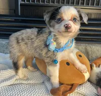 Blue Merle Toy Aussie M, a male Toy Australian Shepherd for sale in Greenwood, SC – Photo 10 of 10