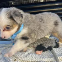 Blue Merle Toy Aussie M, a male Toy Australian Shepherd for sale in Greenwood, SC – Photo 2 of 10