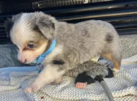 Blue Merle Toy Aussie M, a male Toy Australian Shepherd for sale in Greenwood, SC – Photo 2 of 10