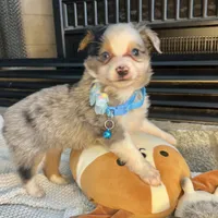 Blue Merle Toy Aussie M, a male Toy Australian Shepherd for sale in Greenwood, SC – Photo 6 of 10