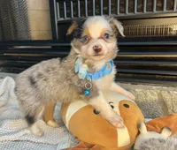 Blue Merle Toy Aussie M, a male Toy Australian Shepherd for sale in Greenwood, SC – Photo 6 of 10