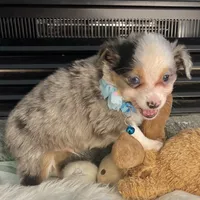 Blue Merle Toy Aussie M, a male Toy Australian Shepherd for sale in Greenwood, SC – Photo 5 of 10