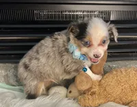 Blue Merle Toy Aussie M, a male Toy Australian Shepherd for sale in Greenwood, SC – Photo 5 of 10