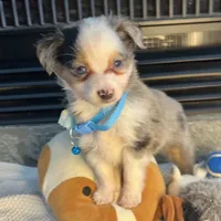 Blue Merle Toy Aussie M, a male Toy Australian Shepherd for sale in Greenwood, SC – Photo 9 of 10