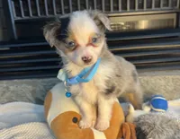 Blue Merle Toy Aussie M, a male Toy Australian Shepherd for sale in Greenwood, SC – Photo 9 of 10