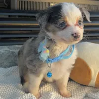 Blue Merle Toy Aussie M, a male Toy Australian Shepherd for sale in Greenwood, SC – Photo 4 of 10