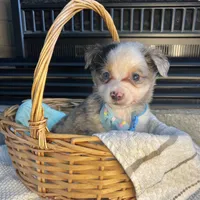 Blue Merle Toy Aussie M, a male Toy Australian Shepherd for sale in Greenwood, SC – Photo 8 of 10