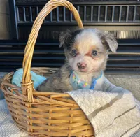 Blue Merle Toy Aussie M, a male Toy Australian Shepherd for sale in Greenwood, SC – Photo 8 of 10