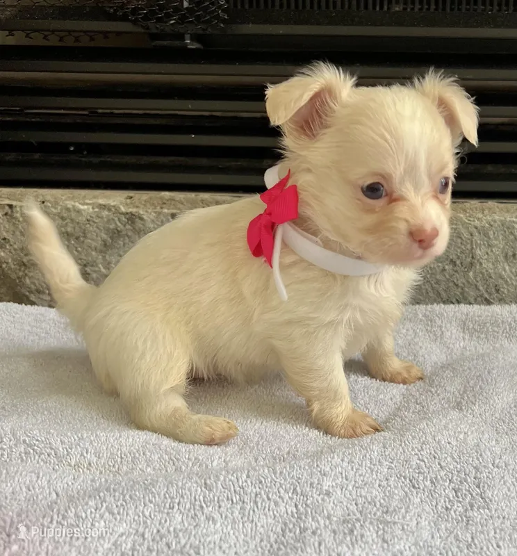Cream LC F, a female Chihuahua for sale in Greenwood, SC – Photo 1 of 9