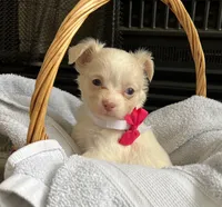 Cream LC F, a female Chihuahua for sale in Greenwood, SC – Photo 5 of 9