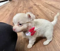 Cream LC F, a female Chihuahua for sale in Greenwood, SC – Photo 7 of 9