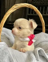 Cream LC F, a female Chihuahua for sale in Greenwood, SC – Photo 9 of 9