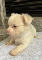 Cream LC F, a female Chihuahua for sale in Greenwood, SC – Photo 2 of 9