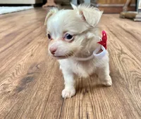 Cream LC F, a female Chihuahua for sale in Greenwood, SC – Photo 4 of 9