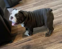 Choco F, a female English Bulldog for sale in Greenwood, SC – Photo 8 of 10