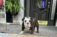 Choco F, a female English Bulldog for sale in Greenwood, SC – Photo 1 of 10