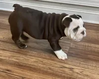 Choco F, a female English Bulldog for sale in Greenwood, SC – Photo 2 of 10
