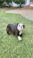 Choco F, a female English Bulldog for sale in Greenwood, SC – Photo 6 of 10