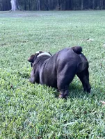 Choco F, a female English Bulldog for sale in Greenwood, SC – Photo 7 of 10