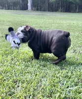 Choco F, a female English Bulldog for sale in Greenwood, SC – Photo 9 of 10