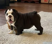 Choco F, a female English Bulldog for sale in Greenwood, SC – Photo 3 of 10