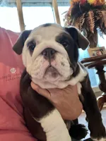 Choco F, a female English Bulldog for sale in Greenwood, SC – Photo 5 of 10