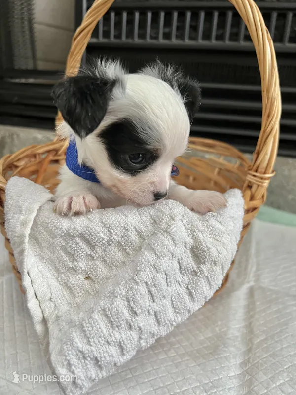 Black and White LC M – Chihuahua puppy for sale in Greenwood, SC