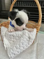 Black and White LC M, a male Chihuahua for sale in Greenwood, SC – 1 of 6