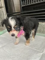 Black Tri F Toy Aussie small, a female Toy Australian Shepherd for sale in Greenwood, SC – 7 of 10