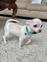 White M, a male Chihuahua for sale in Greenwood, SC – 9 of 10