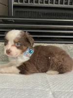 Red Tri M Toy Aussie, a male Toy Australian Shepherd for sale in Greenwood, SC – 3 of 8