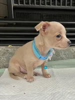 Fawn M, a male Chihuahua for sale in Greenwood, SC – 3 of 9
