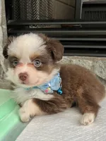 Red Tri Male Toy Aussie 2, a male Toy Australian Shepherd for sale in Greenwood, SC – 7 of 10