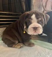 Chocolate F, a female English Bulldog for sale in Greenwood, SC – Photo 7 of 7