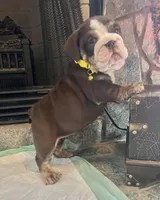 Chocolate F, a female English Bulldog for sale in Greenwood, SC – Photo 3 of 7