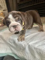 Chocolate F, a female English Bulldog for sale in Greenwood, SC – Photo 5 of 7