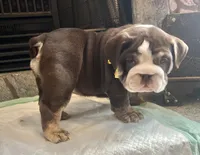Chocolate F, a female English Bulldog for sale in Greenwood, SC – Photo 2 of 7