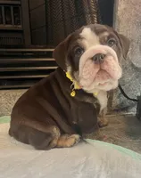 Chocolate F, a female English Bulldog for sale in Greenwood, SC – Photo 4 of 7