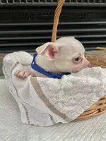 White M, a male Chihuahua for sale in Greenwood, SC – 5 of 10