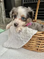 Blue Merle F Toy Aussie, a female Toy Australian Shepherd for sale in Greenwood, SC – 6 of 6