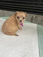 Fawn F long coat, a female Chihuahua for sale in Greenwood, SC – 2 of 7