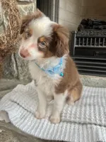 Red Tri M Toy Aussie, a male Toy Australian Shepherd for sale in Greenwood, SC – 6 of 9