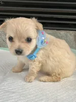 Cream long coat M, a male Chihuahua for sale in Greenwood, SC – 5 of 8