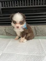 Red Tri Male Toy Aussie 2, a male Toy Australian Shepherd for sale in Greenwood, SC – 5 of 10