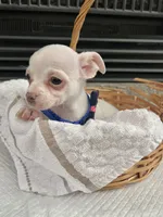 White M, a male Chihuahua for sale in Greenwood, SC – 4 of 10