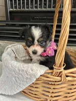Black Tri F Toy Aussie small, a female Toy Australian Shepherd for sale in Greenwood, SC – 2 of 10